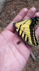 Papilio multicaudata multicaudata