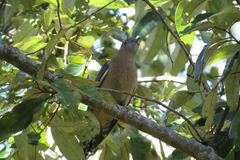 Cacomantis flabelliformis