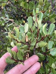 Rhamnus