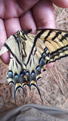 Papilio multicaudata multicaudata