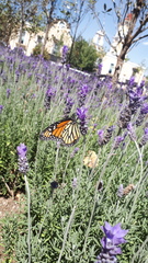 Danaus plexippus plexippus