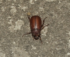 Phyllophaga