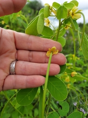 Senna obtusifolia
