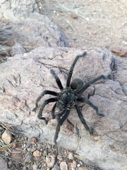 Theraphosinae