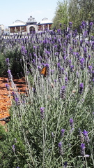 Danaus plexippus plexippus