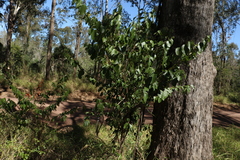 Bridelia leichhardtii