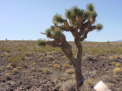 Yucca brevifolia