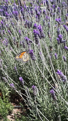 Danaus plexippus plexippus