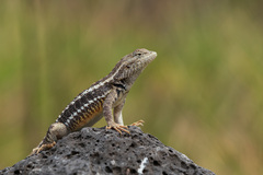 Microlophus bivittatus