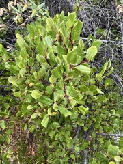 Rhamnus
