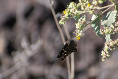 Thorybes dorantes galapagensis