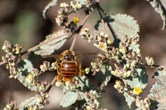 Xylocopa darwini