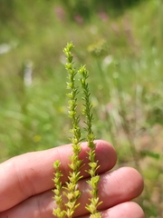 Veronica verna