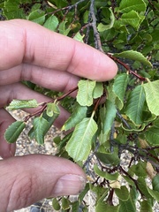 Rhamnus