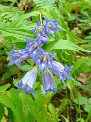 Gentiana asclepiadea