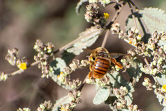 Xylocopa darwini