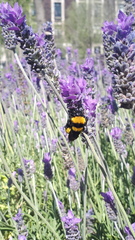 Bombus sonorus