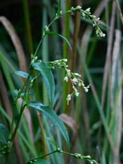 Persicaria punctata