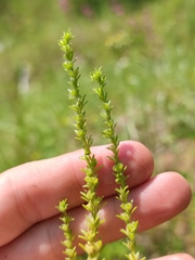 Veronica verna