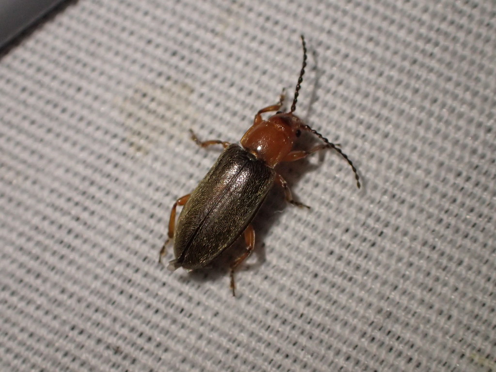 Janbechynea fulvipes