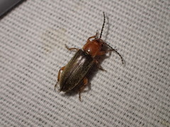 Janbechynea fulvipes