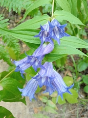 Gentiana asclepiadea