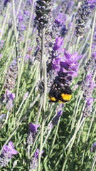 Bombus sonorus
