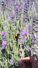 Bombus sonorus
