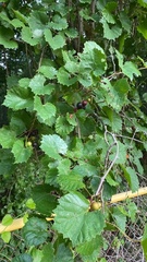 Vitis rotundifolia