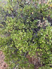 Rhamnus