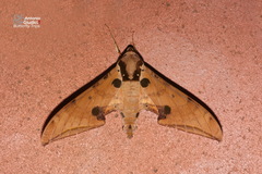 Ambulyx ochracea