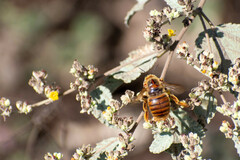 Xylocopa darwini