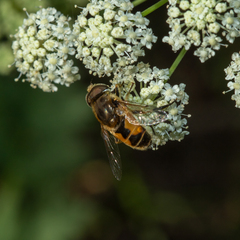 Eristalis arbustorum