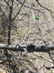 Diceroprocta eugraphica