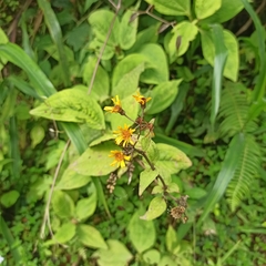 Munnozia