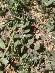 Polygonum aviculare depressum