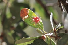 Cynips quercusechinus