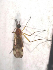 Sylvicola alternatus
