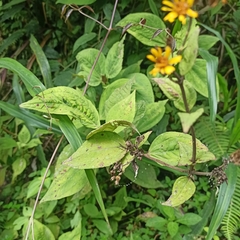 Munnozia