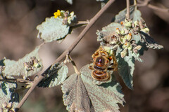 Xylocopa darwini