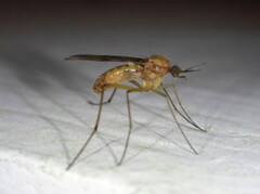 Sylvicola alternatus