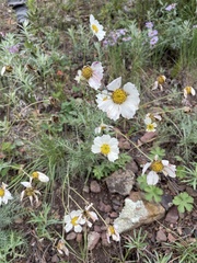 Cosmos parviflorus