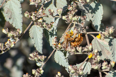 Xylocopa darwini