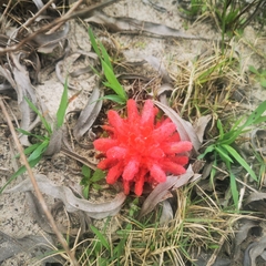 Hyobanche sanguinea