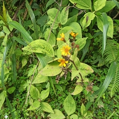 Munnozia