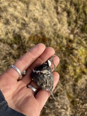 Bubo scandiacus