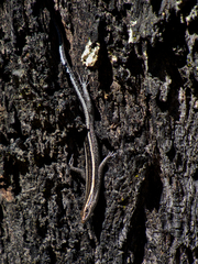 Cryptoblepharus pulcher