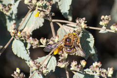Xylocopa darwini