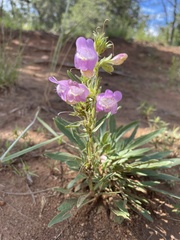 Penstemon jamesii