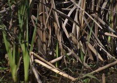 Acrocephalus australis